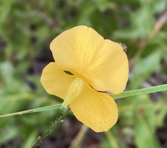 Chapmannia floridana
