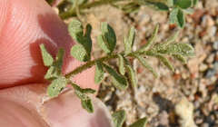 Potentilla newberryi