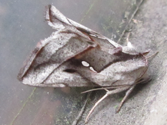 Macdunnoughia purissima