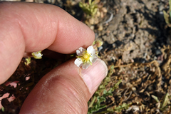 Potentilla newberryi