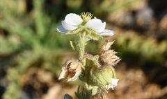Potentilla newberryi