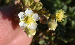Potentilla newberryi