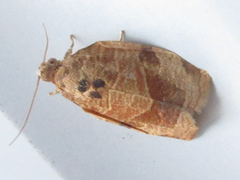 Choristoneura longicellana