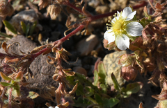Potentilla newberryi