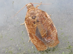 Choristoneura longicellana