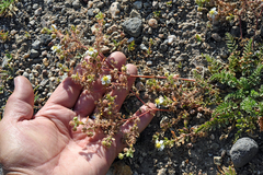 Potentilla newberryi