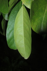 Caryodendron orinocense