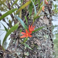 Scaphyglottis imbricata