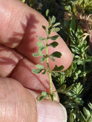 Potentilla newberryi