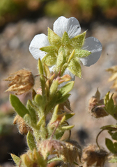 Potentilla newberryi