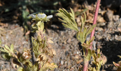 Potentilla newberryi