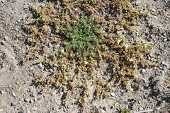 Potentilla newberryi