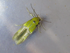 Stathmopoda auriferella