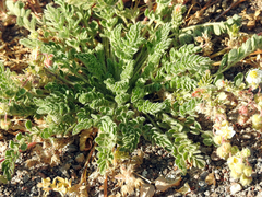Potentilla newberryi