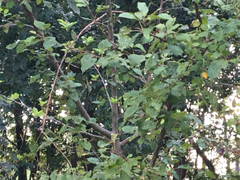 Plagianthus