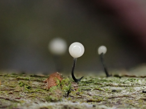 Stilbocrea gracilipes