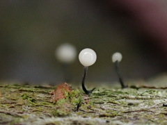 Stilbocrea gracilipes