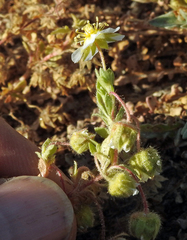 Potentilla newberryi