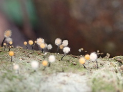 Stilbocrea gracilipes