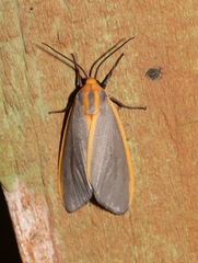 Pygarctia abdominalis