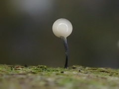 Stilbocrea gracilipes