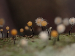 Stilbocrea gracilipes