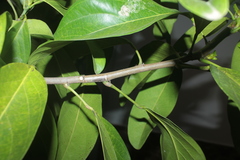 Caryodendron orinocense