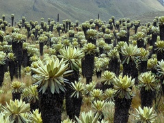 Espeletia pycnophylla