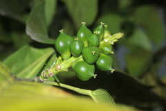 Caryodendron orinocense