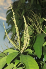 Caryodendron orinocense