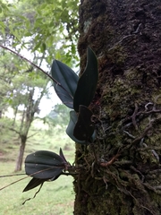 Epidendrum longipetalum