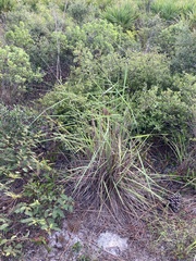 Sorghastrum secundum