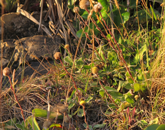 Craspedia uniflora maritima