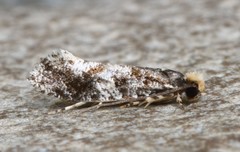 Monopis marginistrigella