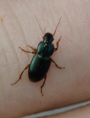 Harpalina