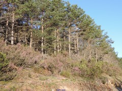 Erica australis