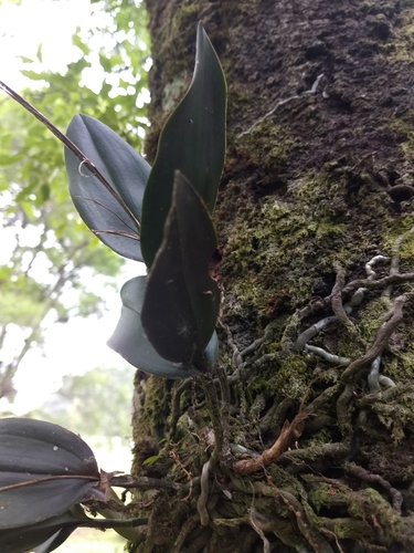 Epidendrum longipetalum, photograph 1