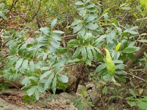 Pistacia terebinthus image