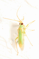 Blepharidopterus provancheri