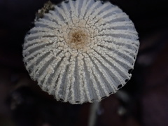 Coprinopsis cortinata