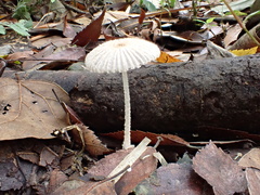 Coprinopsis cortinata