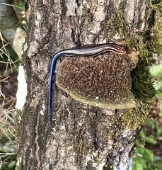 Plestiodon inexpectatus