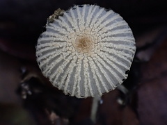 Coprinopsis cortinata