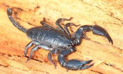 Opisthacanthus capensis