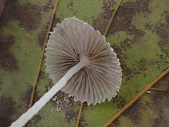 Coprinopsis cortinata
