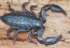 Opisthacanthus capensis
