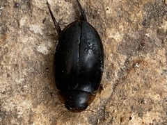 Hydaticus rimosus
