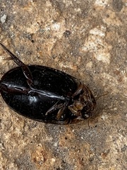 Hydaticus rimosus