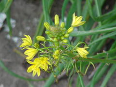 Bulbine capitata
