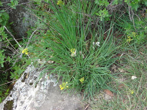 Bulbine capitata